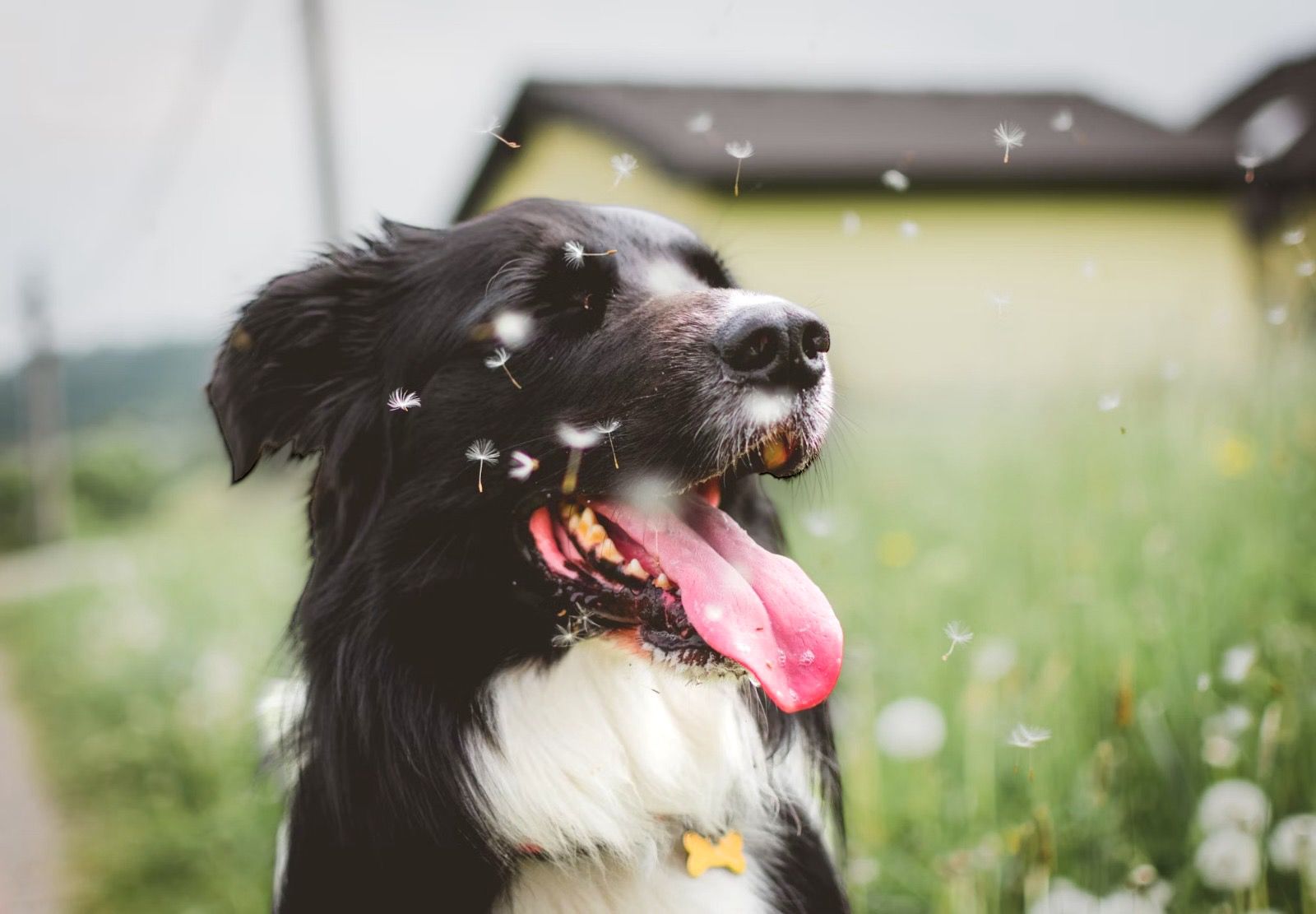 alergia perros