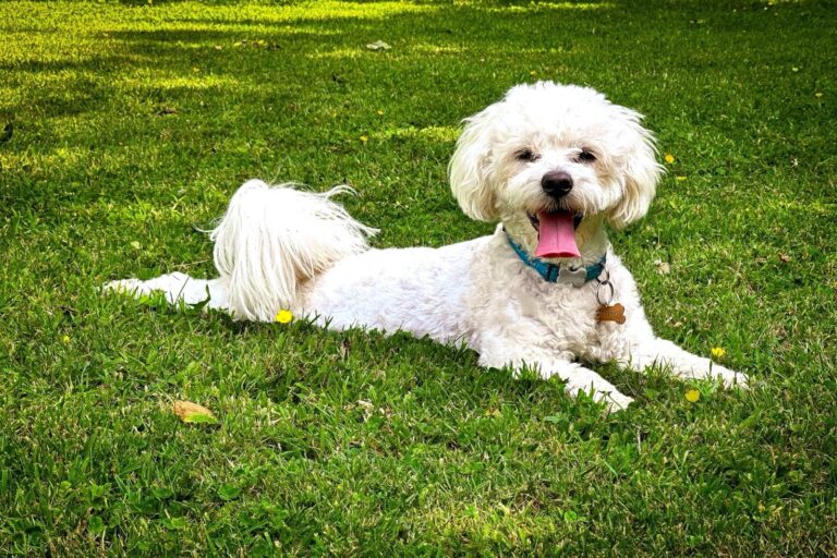 Cómo Identificar los Signos de Golpe de Calor en Mascotas