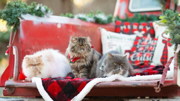 Cómo Preparar a Tus Mascotas para las Fiestas Navideñas 🎄🐾